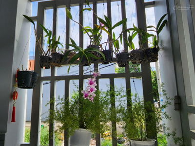 1419, Vietnam 1419, Vietnam