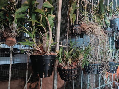 Trai Ca Alley, Vietnam Trai Ca Alley, Vietnam