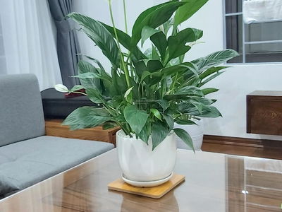 Lane 15, Vietnam Lane 15, Vietnam