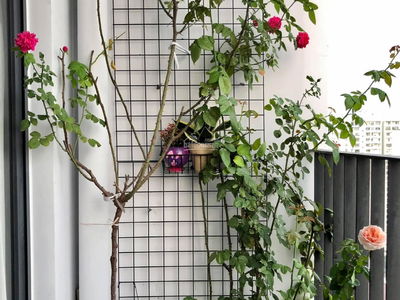 M-One South Saigon, Vietnam  M-One South Saigon, Vietnam