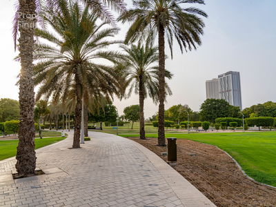 Rose, United Arab Emirates  Rose, United Arab Emirates