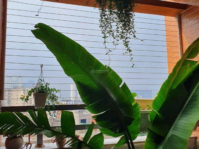 Nghia Do, Vietnam Nghia Do, Vietnam