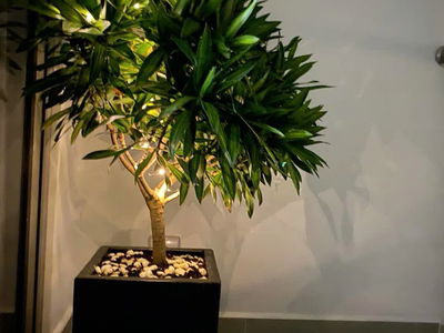 Sky 89, Vietnam Sky 89, Vietnam