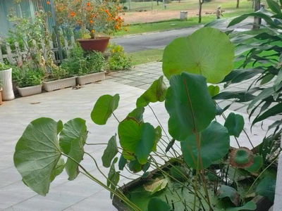 Жилье в Di An, Vietnam Жилье в Di An, Vietnam