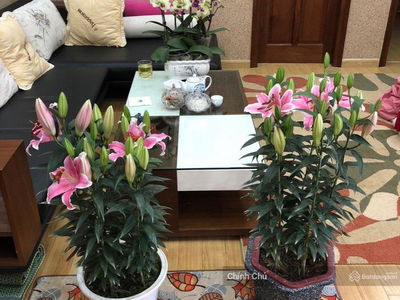 Xa La Urban Area Project, Vietnam  Xa La Urban Area Project, Vietnam