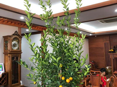 TSQ Galaxy Project, Vietnam TSQ Galaxy Project, Vietnam