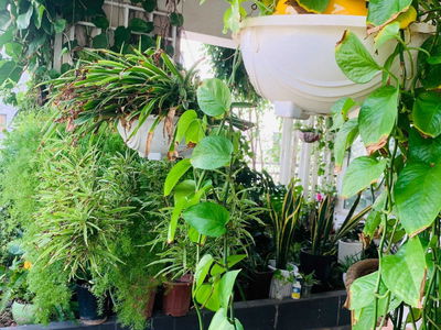 262, Vietnam 262, Vietnam