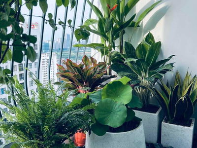 An Binh City, Vietnam An Binh City, Vietnam