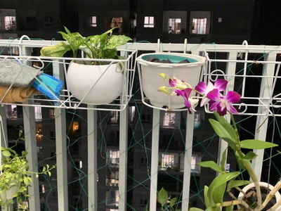 Orchid Park, Vietnam Orchid Park, Vietnam