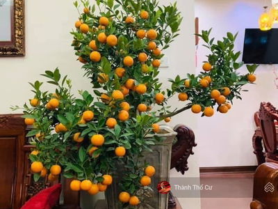 229 Vong Street, Vietnam 229 Vong Street, Vietnam