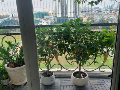 The Flemington, Vietnam The Flemington, Vietnam