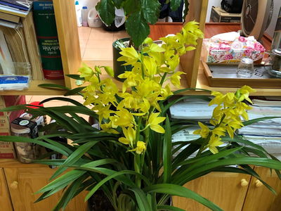 Housing in Hanoi, Vietnam  Housing in Hanoi, Vietnam