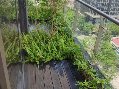 Green Diamond, Vietnam Green Diamond, Vietnam