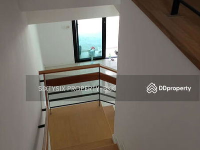 Flora Marigold, Bangkok, Thailand Flora Marigold, Bangkok, Thailand