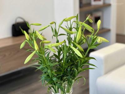 Vinhomes Ocean Park Gia Lam, Vietnam  Vinhomes Ocean Park Gia Lam, Vietnam