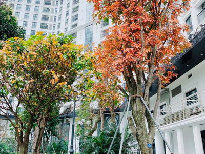 The Emerald, Vietnam The Emerald, Vietnam